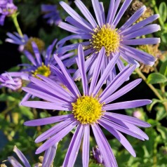 Asters Wunder von Stäfa - Aster frikartii Wunder von Stäfa