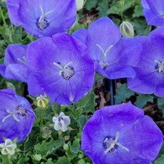 Karpaterklokke Perla Blue - Campanula carpatica Pearl Blue