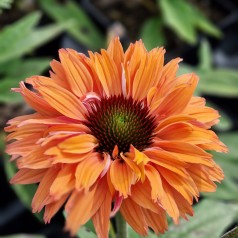 Purpursolhat SunSeekers Rainbow - Echinacea purpurea SunSeekers Rainbow