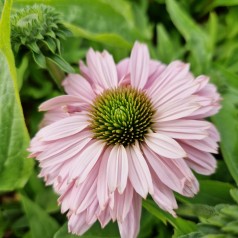 Purpursolhat SunSeekers Blush - Echinacea SunSeekers Blush