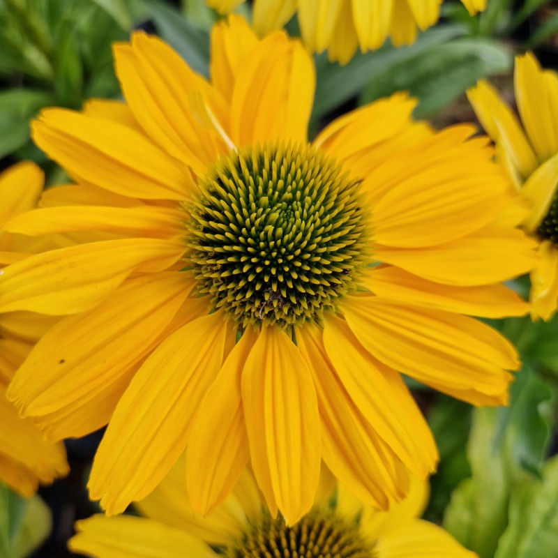 Purpursolhat SunSeekers Yellow - Echinacea purpurea SunSeekers Yellow