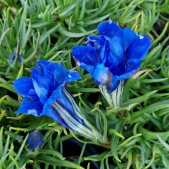 Efterårsensian Eugens Allerbester - Gentiana sino-ornata Eugens Allerbester