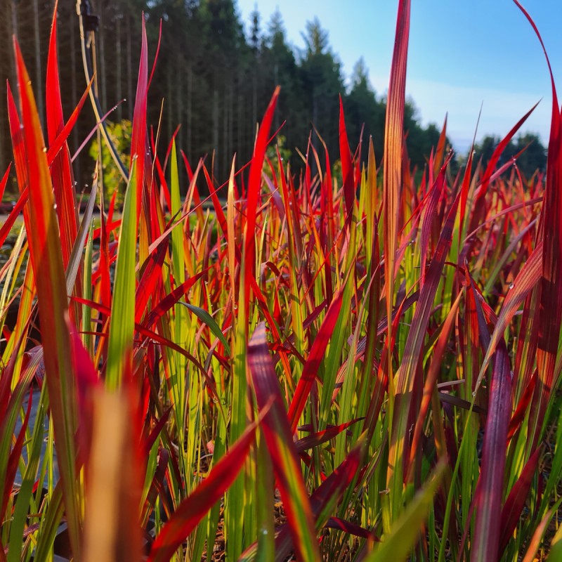 Japansk Blodgræs Red Baron - Imperata cylindrica Red Baron