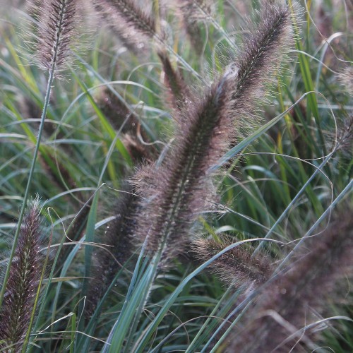 Lampepudsergræs Moudry - Pennisetum alopecuroides Moudry