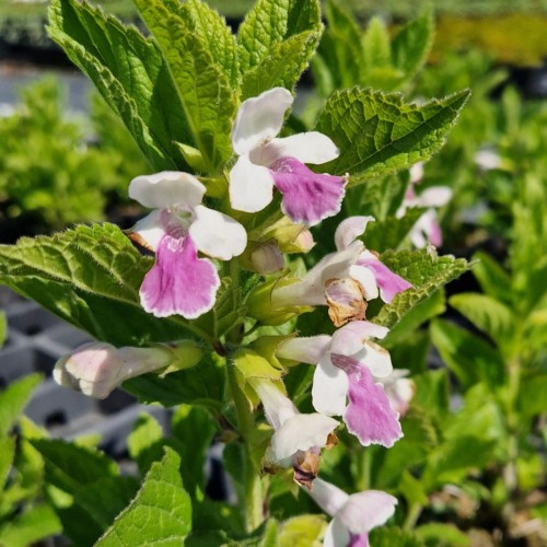 Melittis Royal Velvet Distinction - Melittis melissophyllum Royal Velvet Distinction