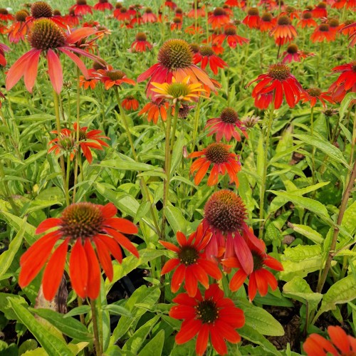 Purpursolhat Lakota Red - Echinacea purpurea Lakota Red