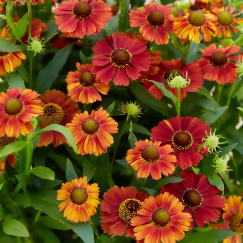 Solbrud Strawberry Sundae - Helenium hybrid Strawberry Sundae