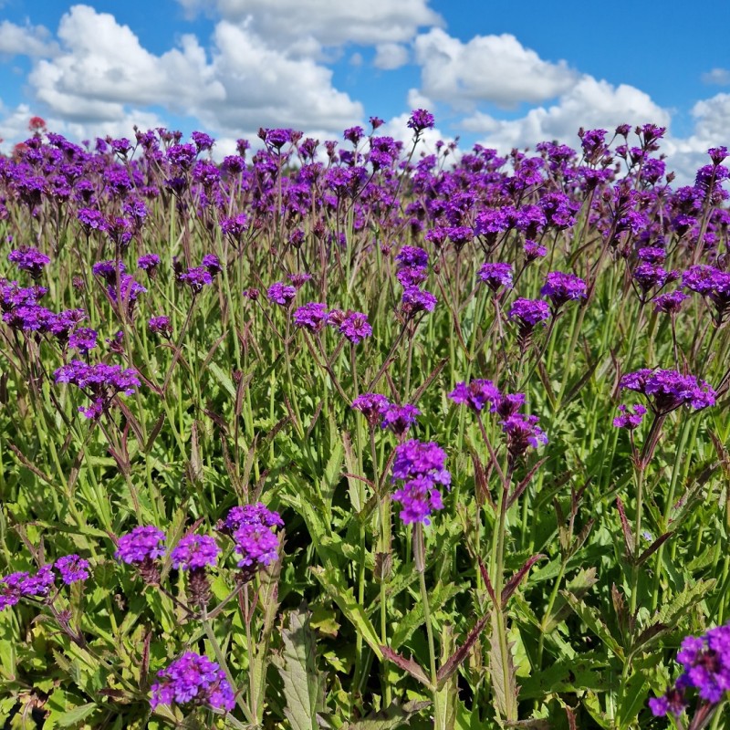 Violjernurt - Verbena rigida