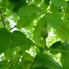 Valnød - Juglans regia 40-80cm