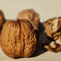 Valnød - Juglans regia 40-80cm