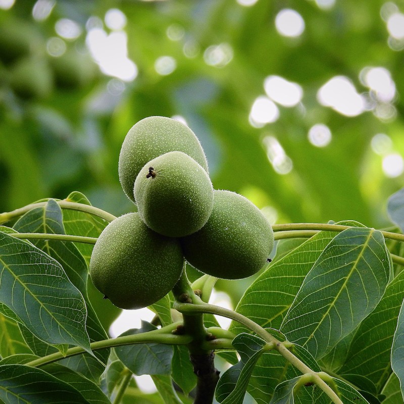 Valnød - Juglans regia 40-80cm