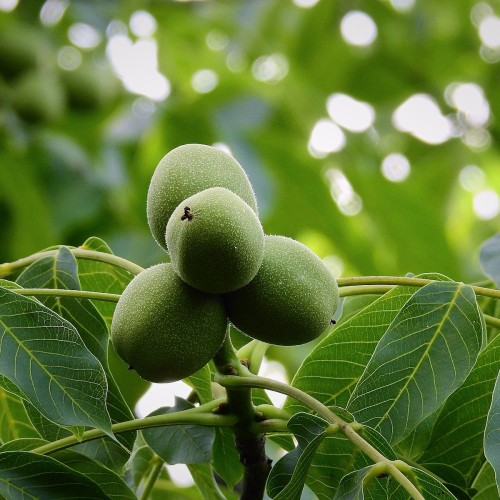 Valnød - Juglans regia 40-80cm