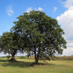 Valnød - Juglans regia 40-80cm