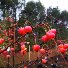 Malus hybrid Evereste - Paradisæble / 175-200 cm.