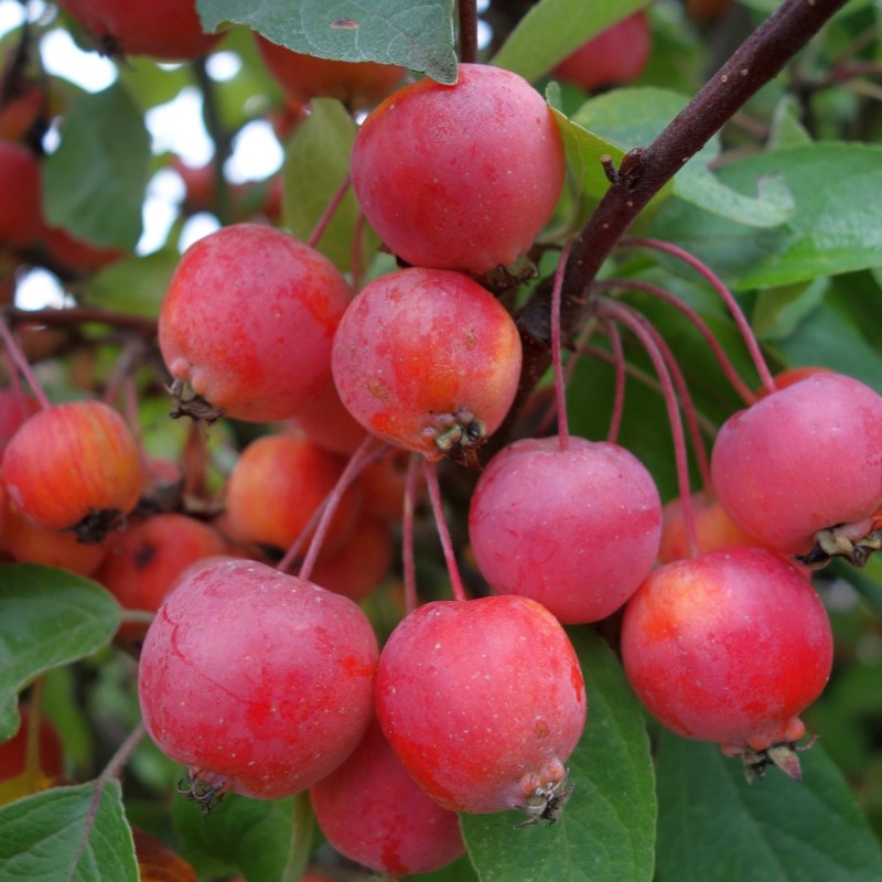 Malus hybrid Evereste - Paradisæble