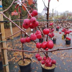 Malus hybrid Red Sentinel - Paradisæble / 150-175 cm.