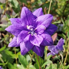 Ballonklokke Hakone Blue - Platycodon grandiflorus Hakone Blue