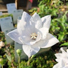 Ballonklokke Hakone White - Platycodon grandiflorus Hakone White