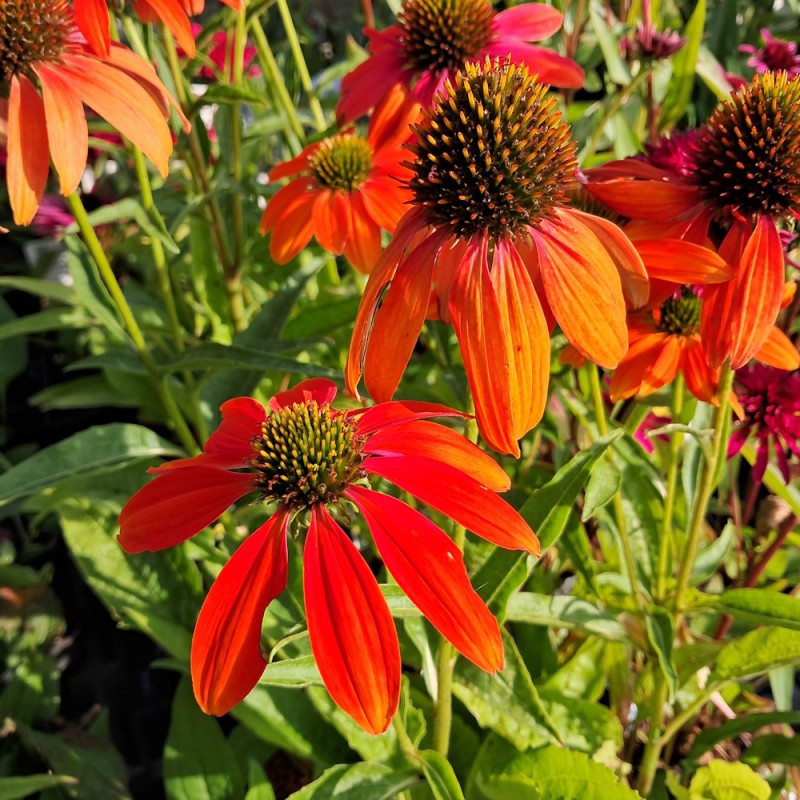 Purpursolhat Lakota Orange - Echinacea purpurea Lakota Orange