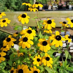 Solhat Blackjack Gold - Rudbeckia triloba Blackjack Gold