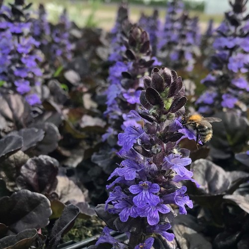 Krybende Læbeløs Black Scallop - Ajuga reptans Black Scallop