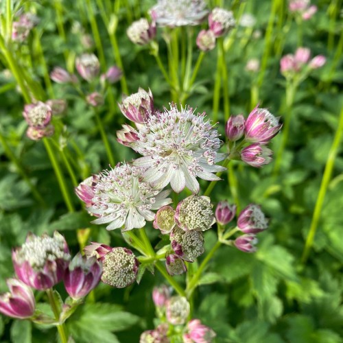 Stjerneskærm bavarica - Astrantia bavarica