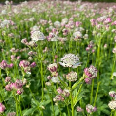 Stjerneskærm bavarica - Astrantia bavarica