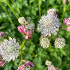 Stjerneskærm bavarica - Astrantia bavarica