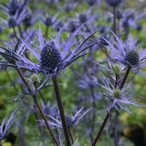 Mandstro Lapis Blu - Eryngium zabellii Lapis Blu