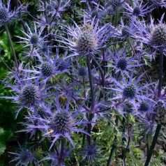 Mandstro Lapis Blu - Eryngium zabellii Lapis Blu