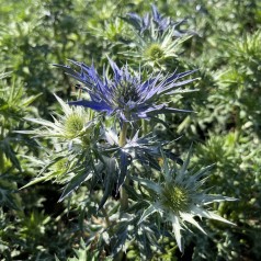 Mandstro Lapis Blu - Eryngium zabellii Lapis Blu