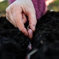 Hvidløg Precosem - 1 løg - Allium sativum Precosem