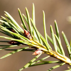 Rødgran, Picea abies