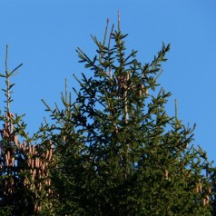 Rødgran, Picea abies