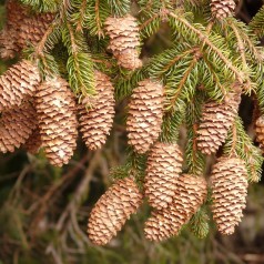 Rødgran, Picea abies