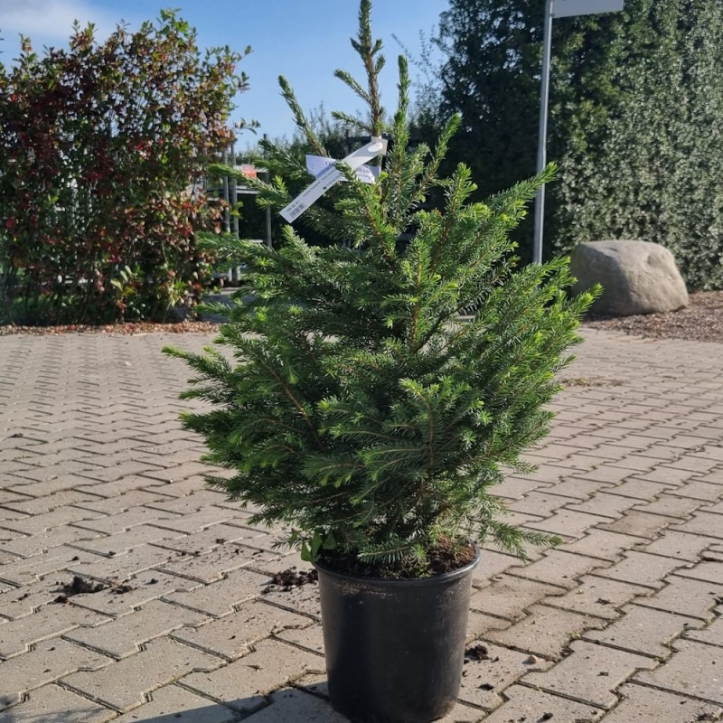 Rødgran - Picea abies 60-80 cm.