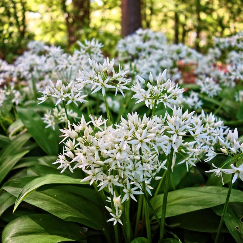 Ramsløg - 10 løg - Allium ursinum