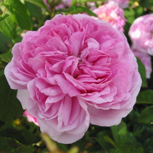 Rose Aimable Amie - Busk Rose