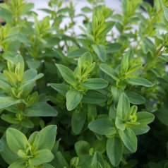 Hypericum perforatum Topas / Topas Perikon