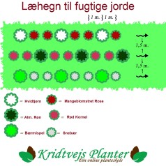 Læhegn til fugtige jorde - 3 rækker a. 30 meter.