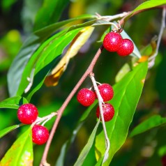 Skærmsølvblad / Efterårsoliven Amoroso - Elaeagnus umbellata Pointilla Amoroso