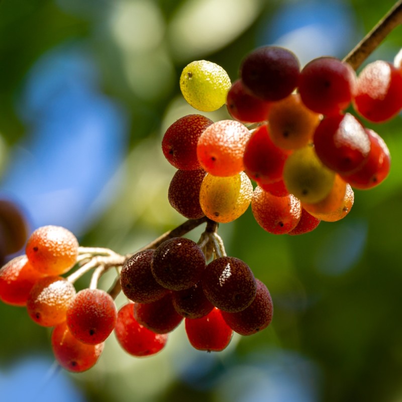 Skærmsølvblad / Efterårsoliven Sweet'n Sour - Elaeagnus umbellata Pointilla Sweet'n Sour