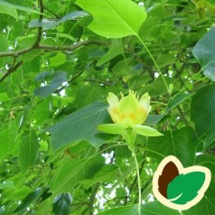 Liriodendron tulipifera Fastigiata - Søjle Tulipantræ / 175-200 cm.