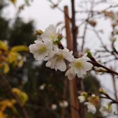 Prunus subhirtella Autumnalis - Oktoberkirsebær / 175-200 cm.