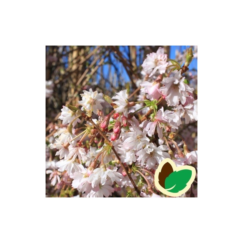 Prunus subhirtella Autumnalis - Oktoberkirsebær / 175-200 cm.
