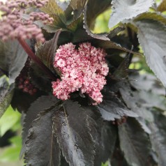 Sambucus nigra Black Tower - Rødbladet Søjlehyld