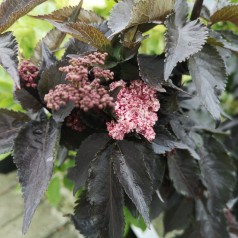 Sambucus nigra Black Tower - Rødbladet Søjlehyld