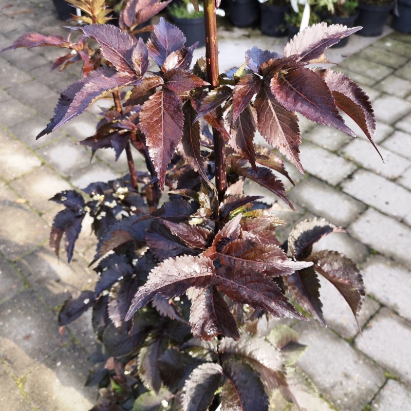 Sambucus nigra Black Tower - Rødbladet Søjlehyld