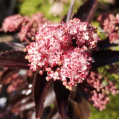 Rødbladet Søjlehyld 40-50 cm. - Bundt med 25 stk. barrodsplanter - Sambucus nigra Black Tower