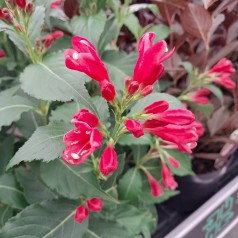 Klokkebusk Big Love - Weigela Big Love